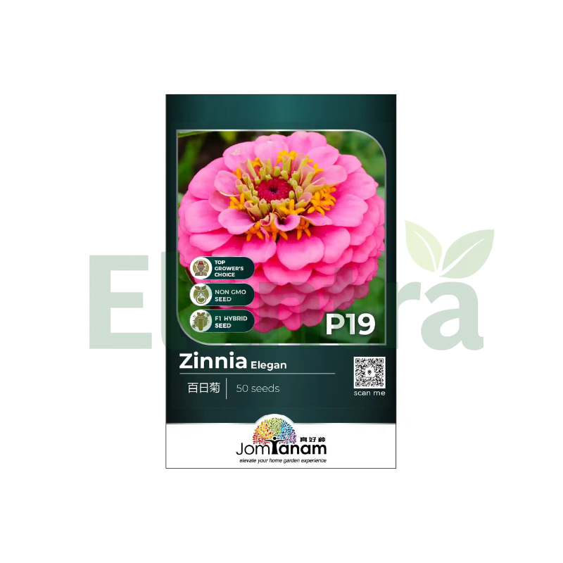 P19 ZINNIA ELEGAN